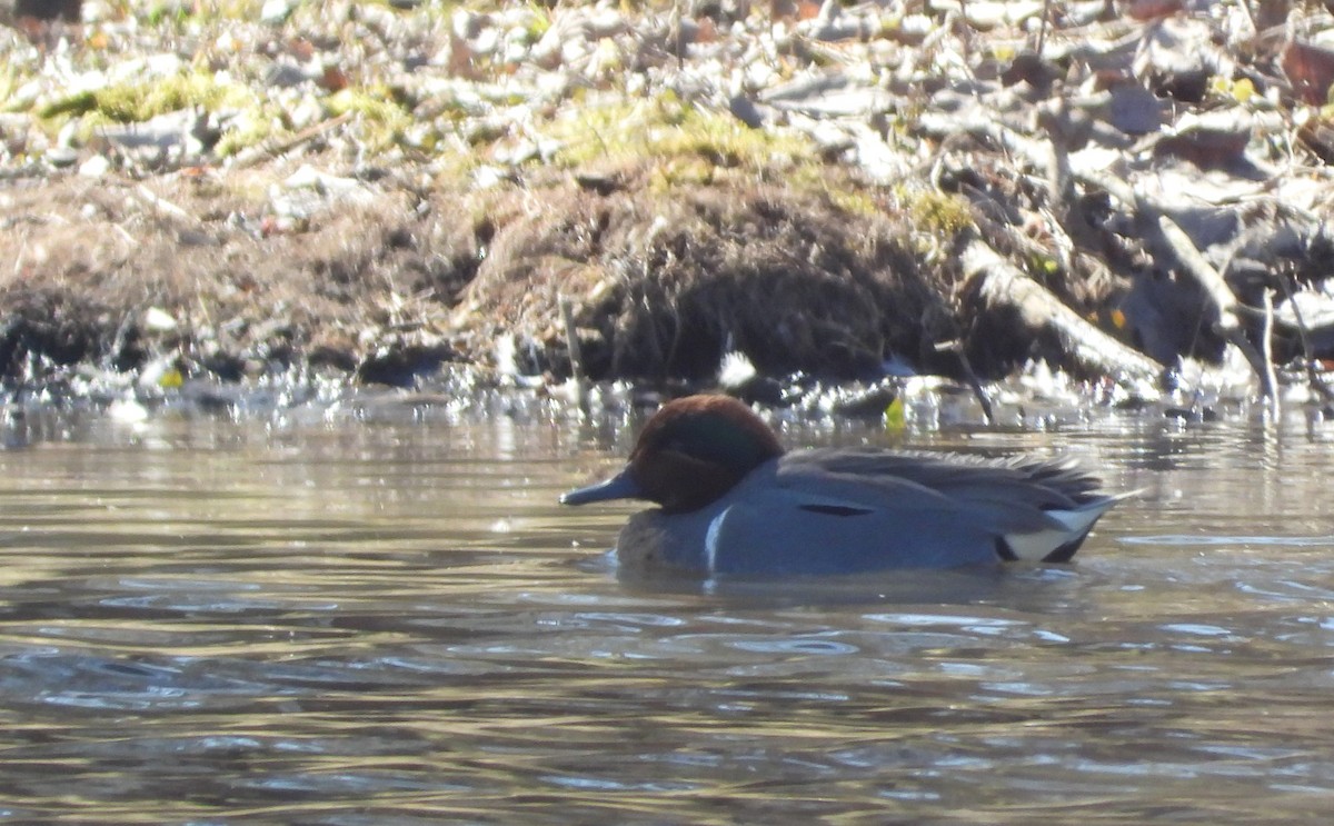 Green-winged Teal - ML212521961