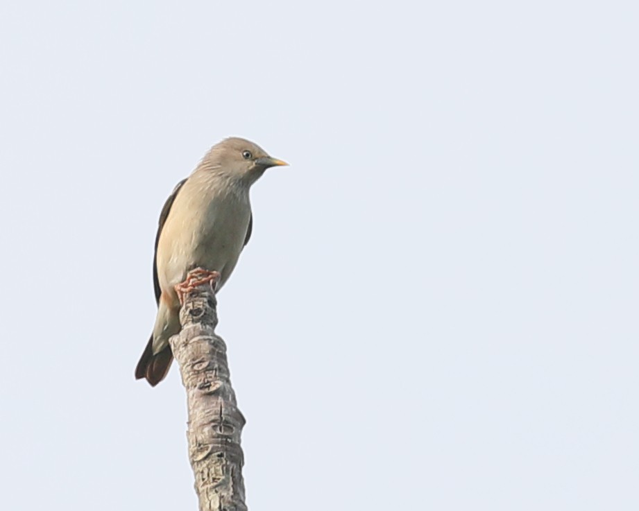 Chestnut-tailed Starling - ML212522281