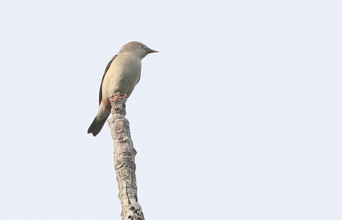 Chestnut-tailed Starling - ML212522291