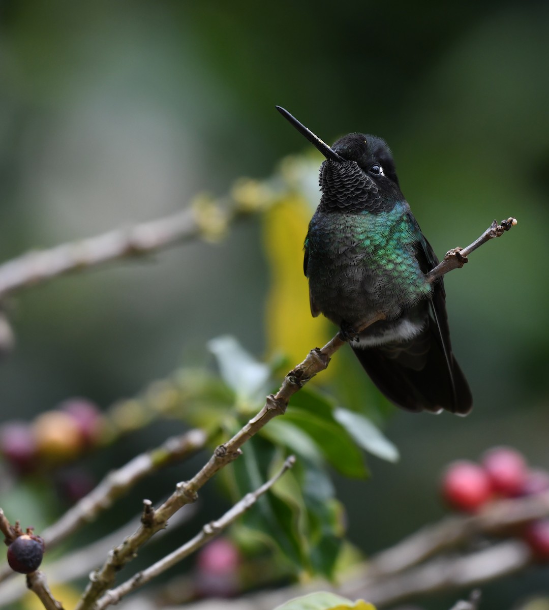 Talamanca Hummingbird - ML212525941