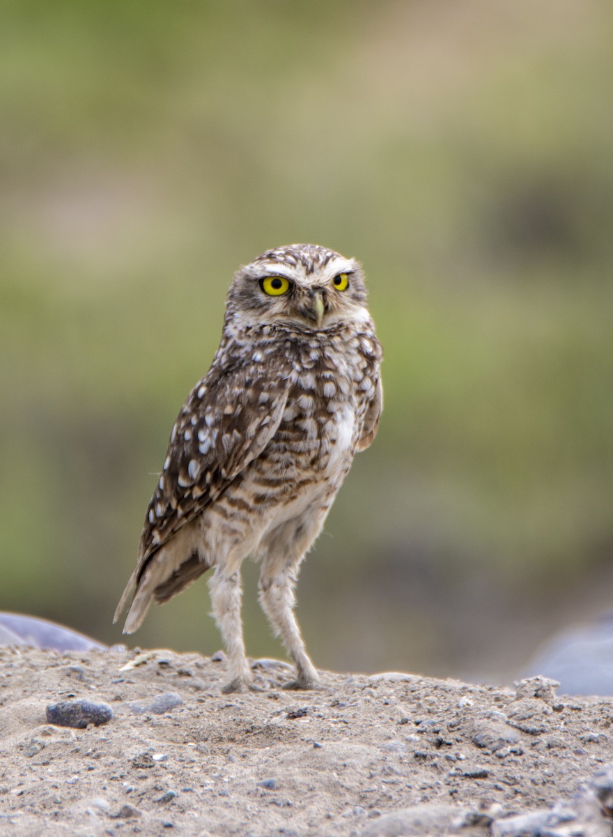 Burrowing Owl - ML212529841