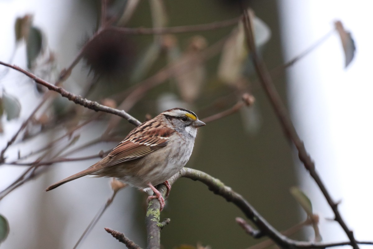 White-throated Sparrow - ML212541271