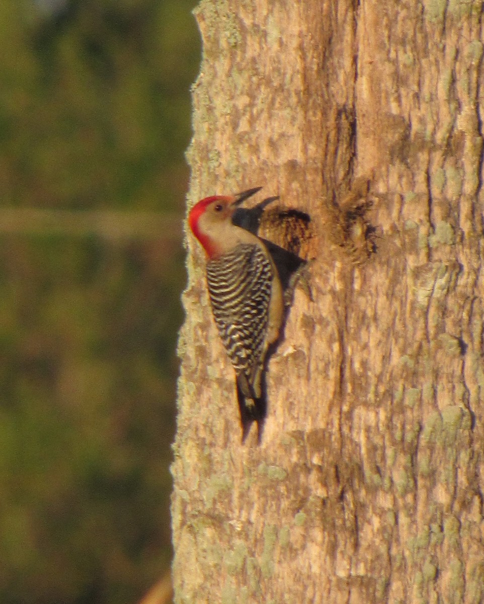 Red-bellied Woodpecker - ML212541581