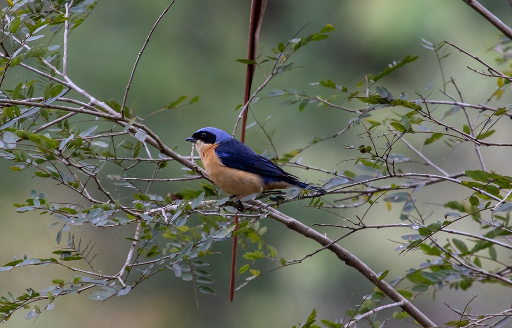 Fawn-breasted Tanager - ML212547361
