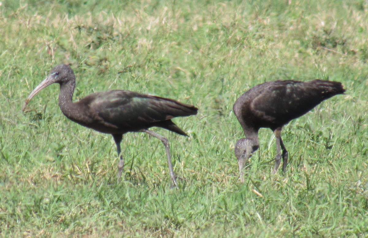 ibis hnědý - ML212549661