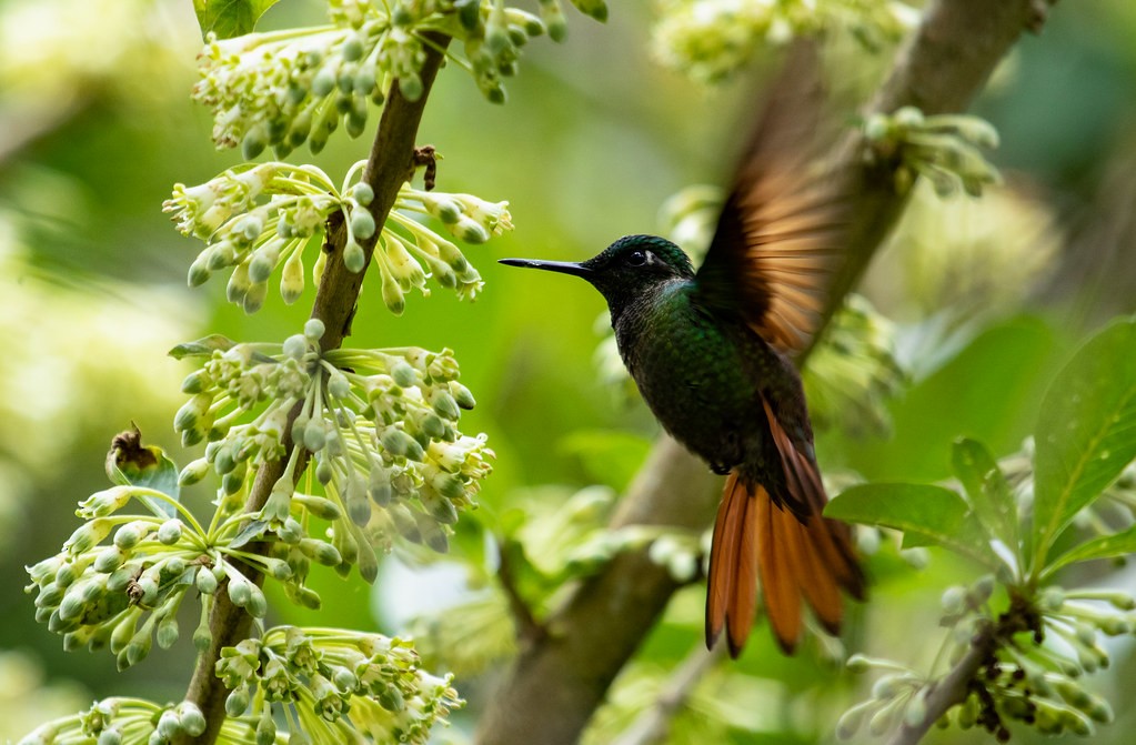 kolibřík brazilský - ML212551751