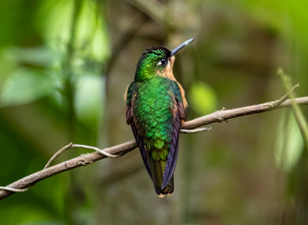 kolibřík brazilský - ML212551761