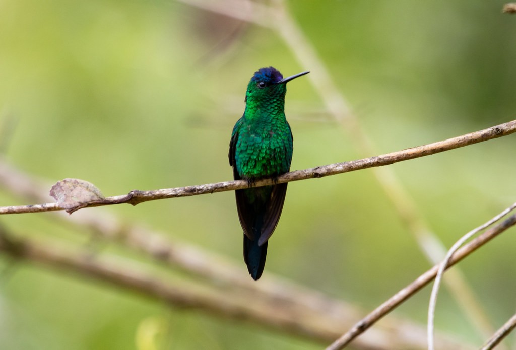 kolibřík fialovotemenný - ML212551891