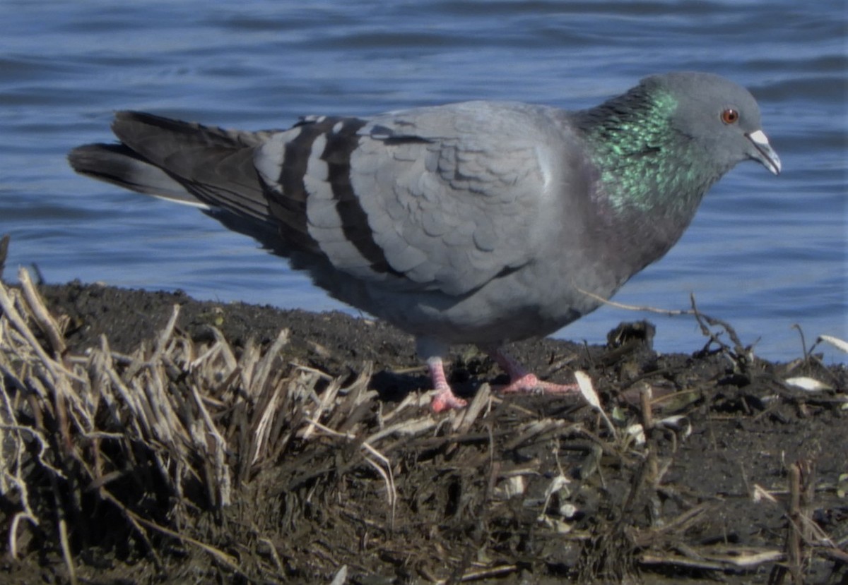 Rock Pigeon (Feral Pigeon) - ML212555511
