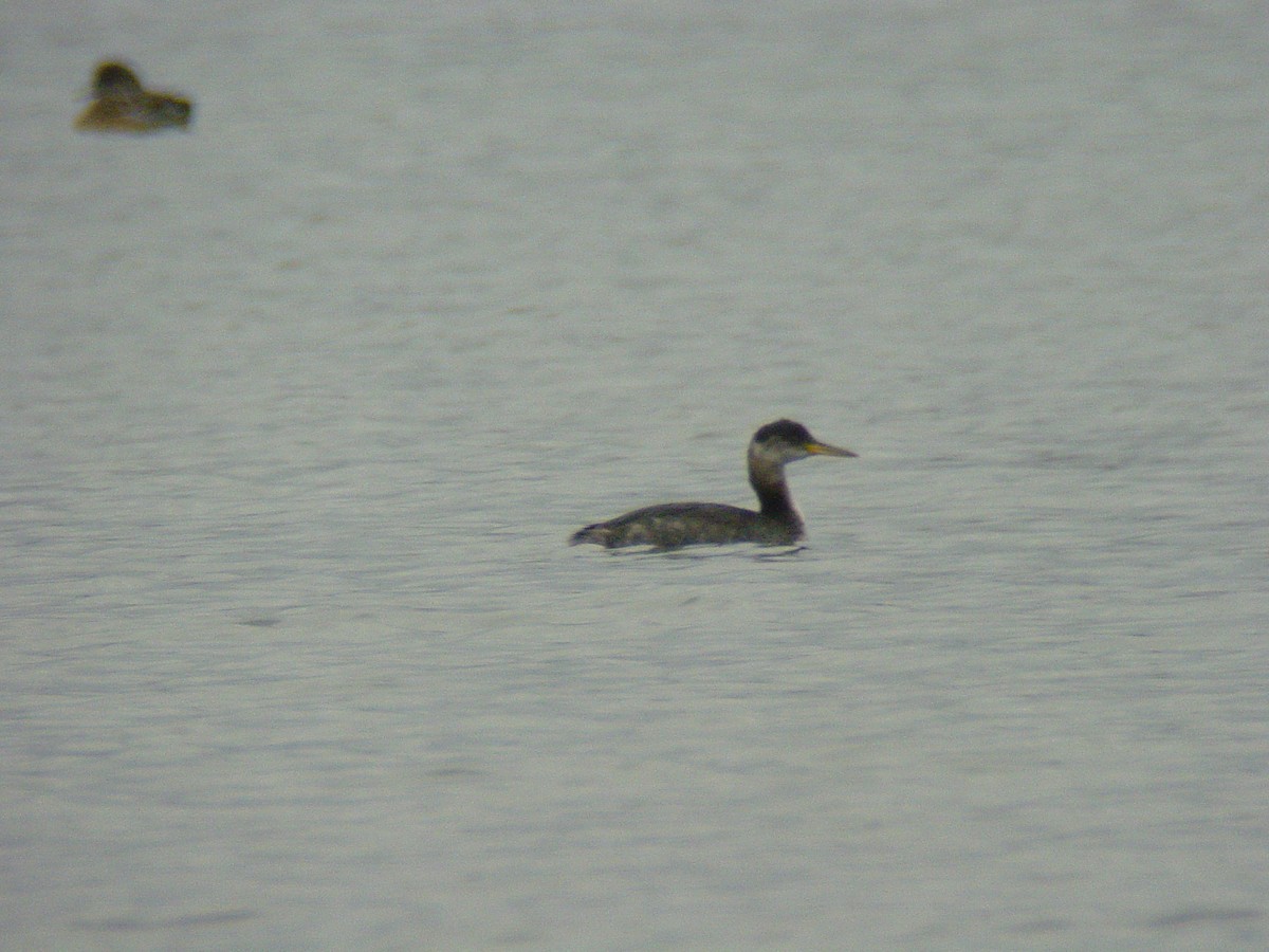 Red-necked Grebe - ML21255631