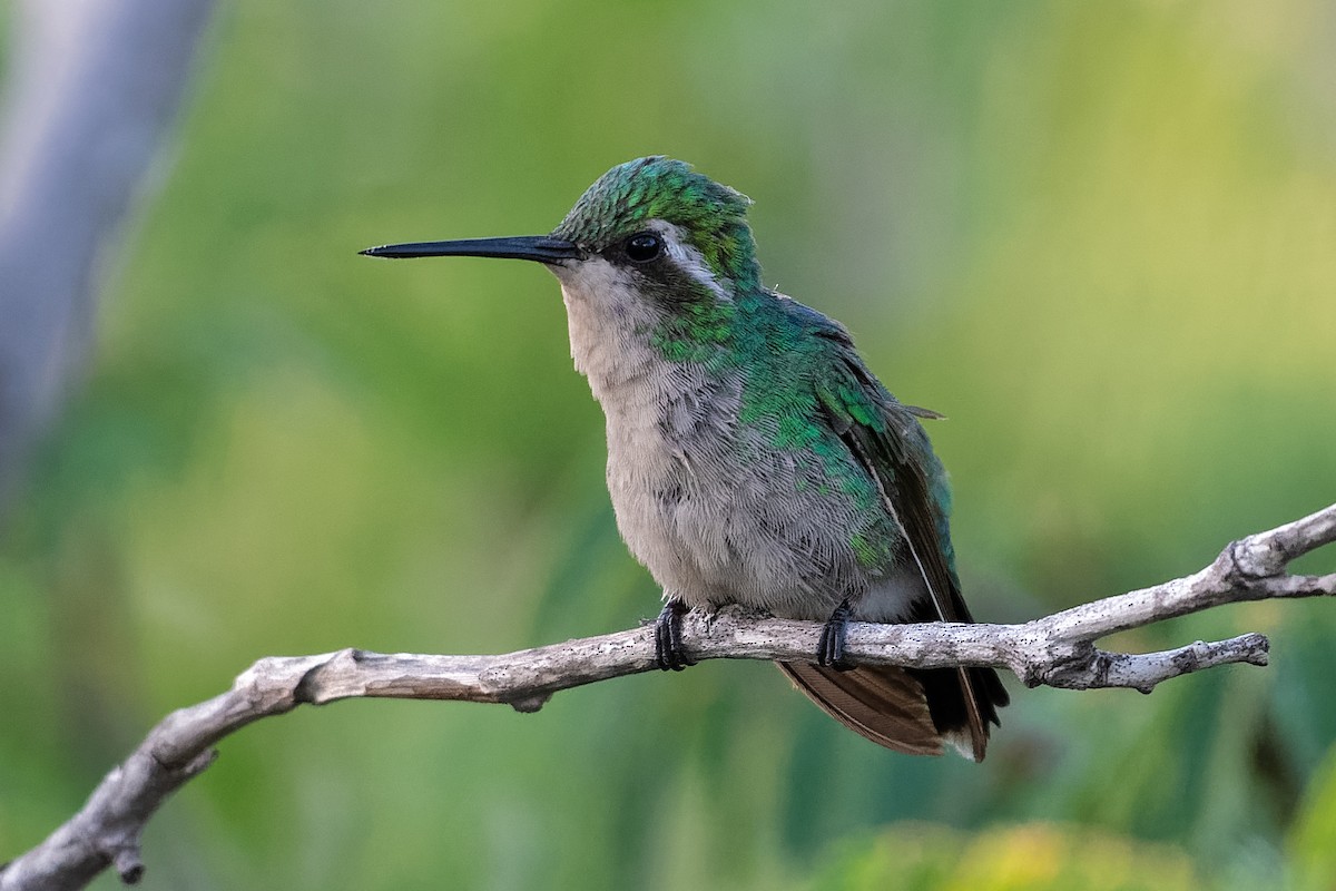 kolibřík modroocasý - ML212557061