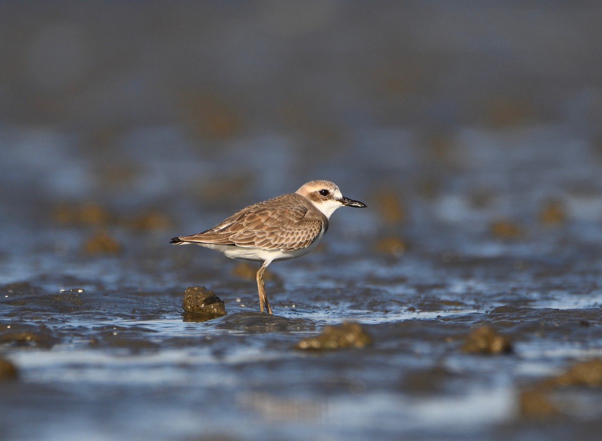 Greater Sand-Plover - Michael Daley