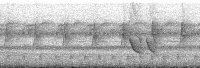 Ak Karınlı Tepeli Sinekkapan (albiventris) - ML212566