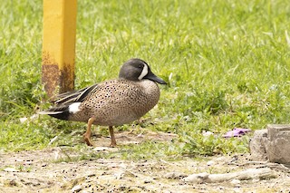 Blue-winged Teal, ML212571671