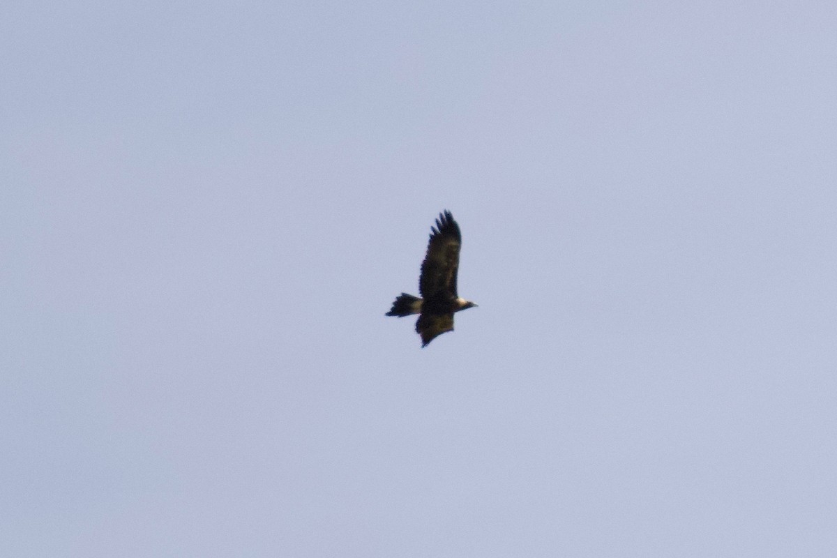 Wedge-tailed Eagle - ML212576031