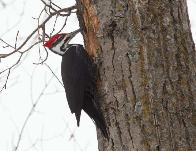 Pileated Woodpecker - ML212577171