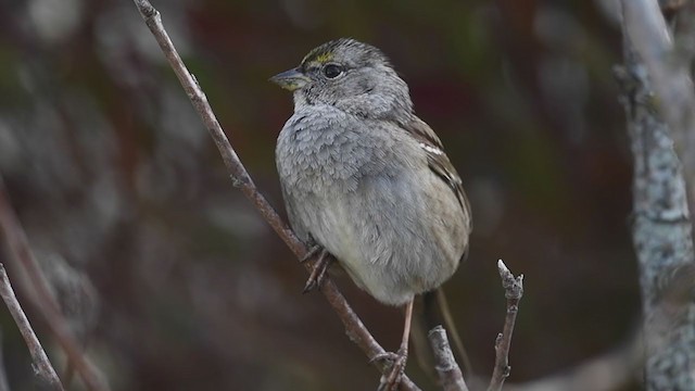Golden-crowned Sparrow - ML212578141
