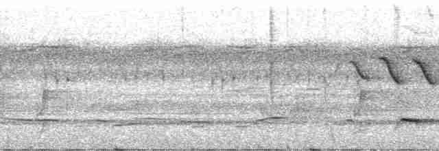 Velvet-mantled Drongo (coracinus) - ML212581
