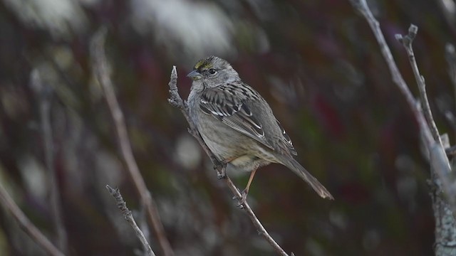 Golden-crowned Sparrow - ML212584191