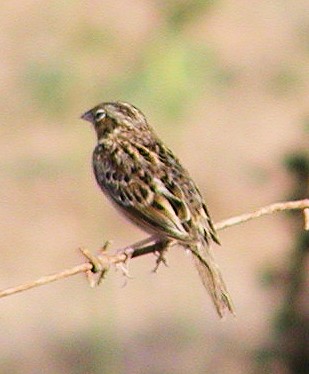 Grasshopper Sparrow - Lilian Saul
