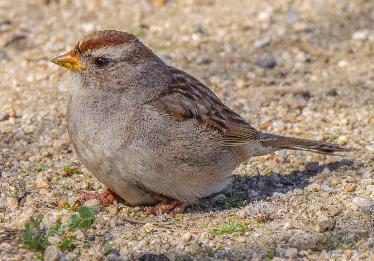 White-crowned Sparrow - ML212587361