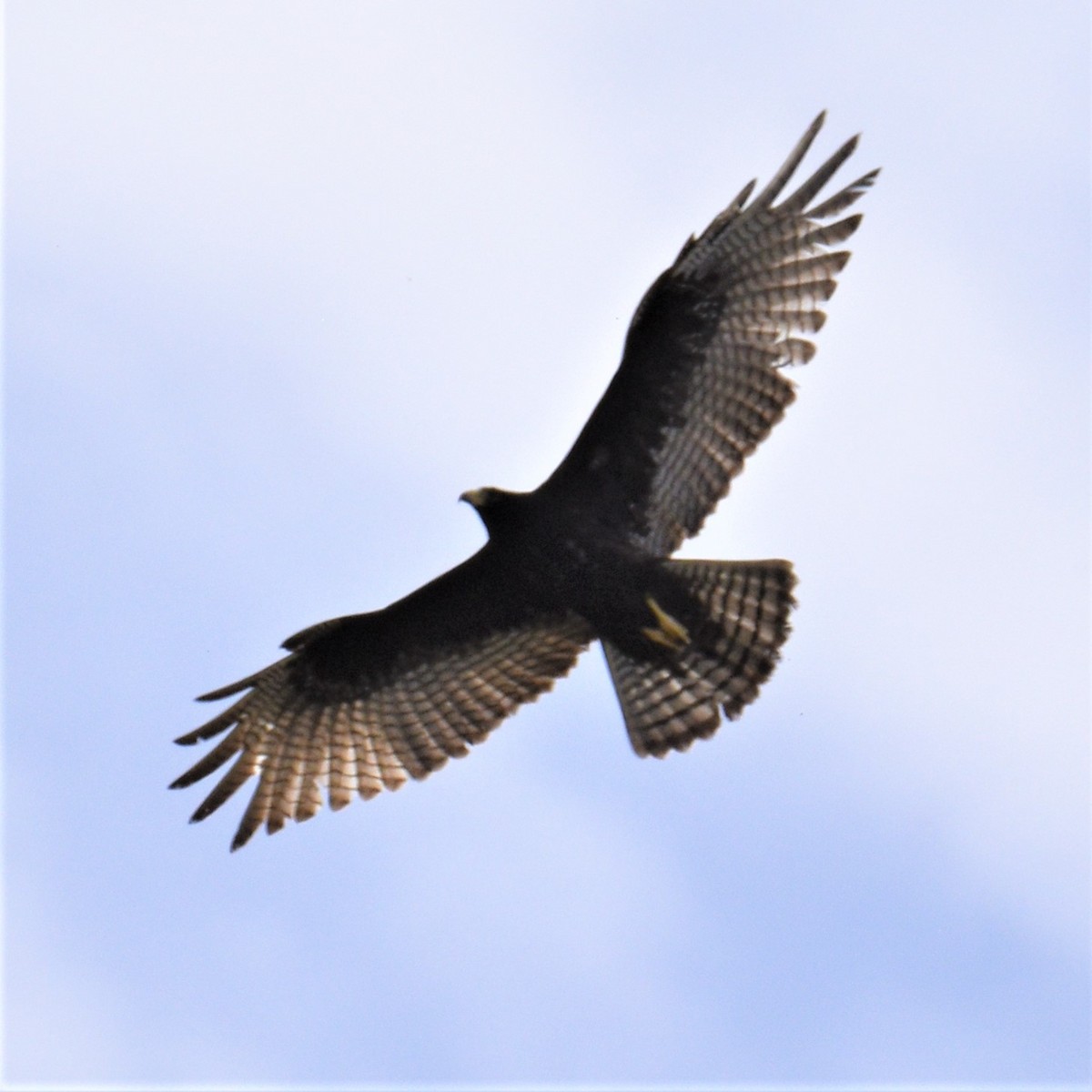 Zone-tailed Hawk - Joanna Gunn