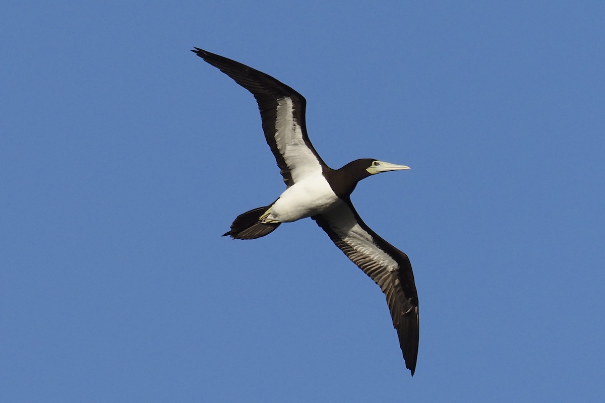 Brown Booby - Donna Pomeroy