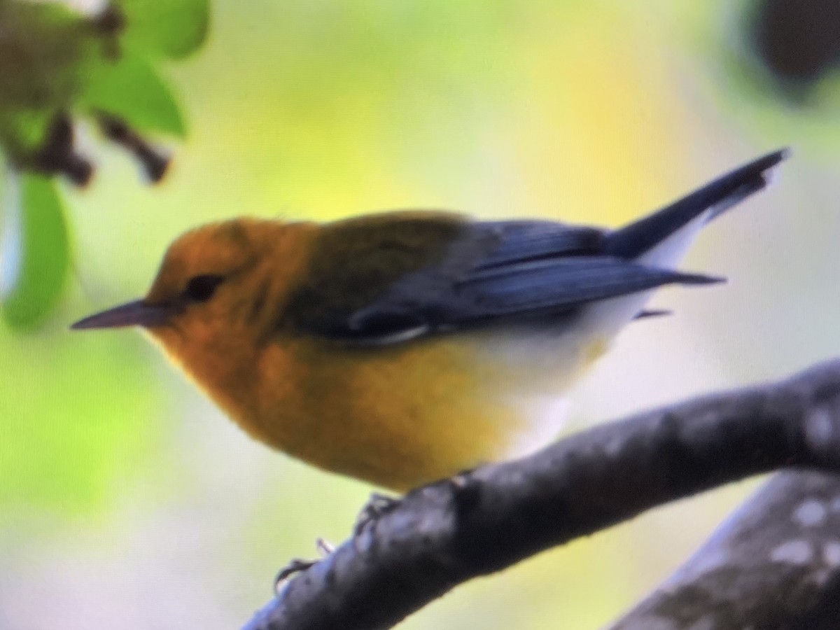 Prothonotary Warbler - ML212588901