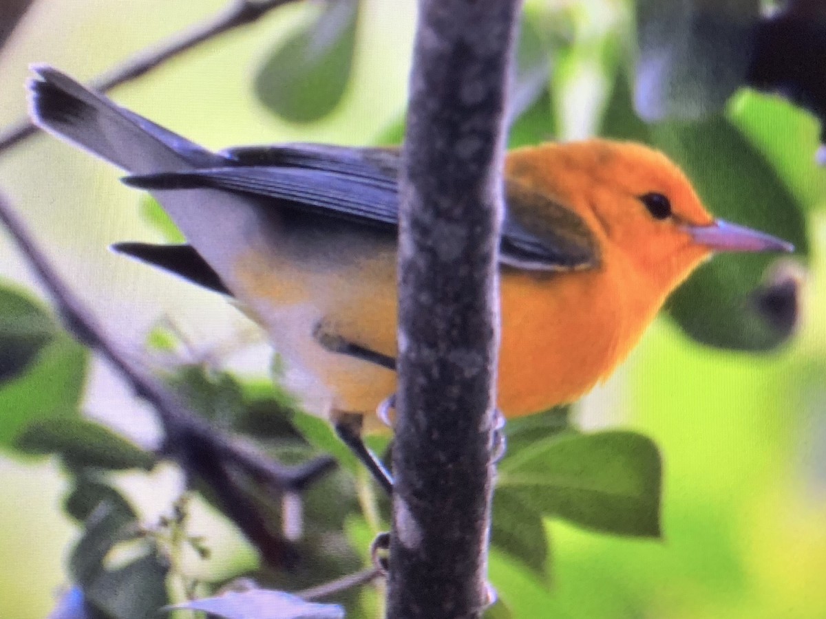 Prothonotary Warbler - ML212588911