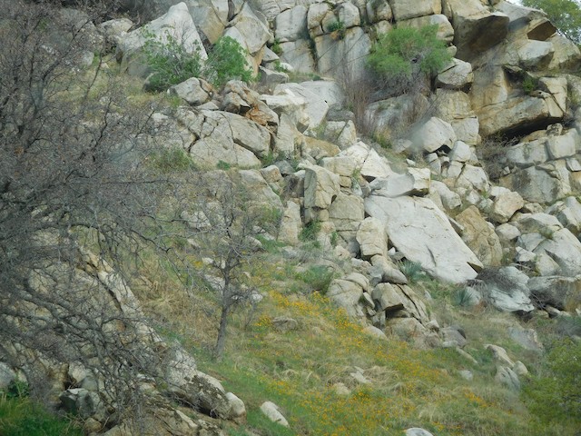 Canyon Wren habitat;<em> </em>California, United States. - Canyon Wren - 