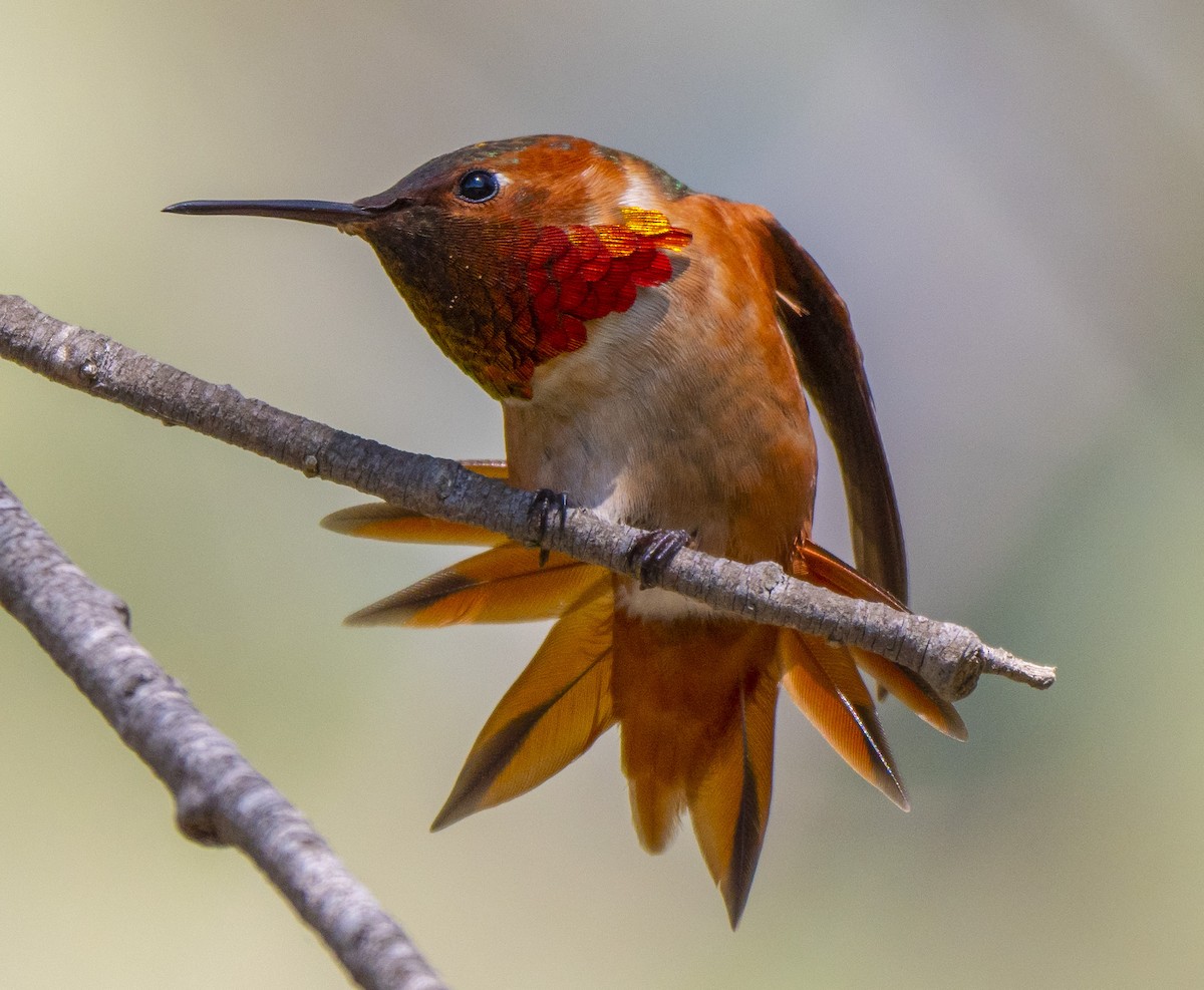 Allen's Hummingbird - Roger Uzun