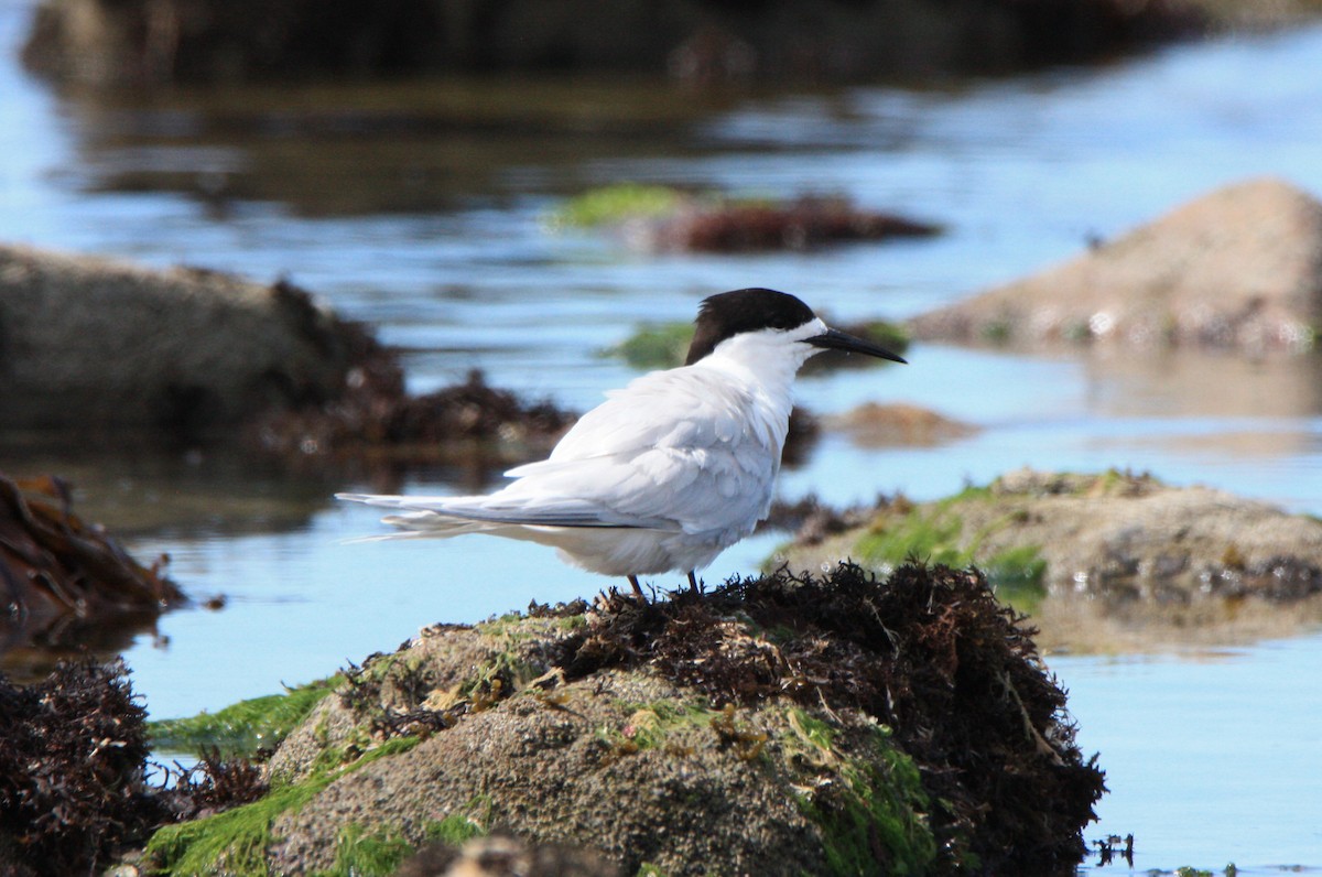 White-fronted Tern - ML212592631