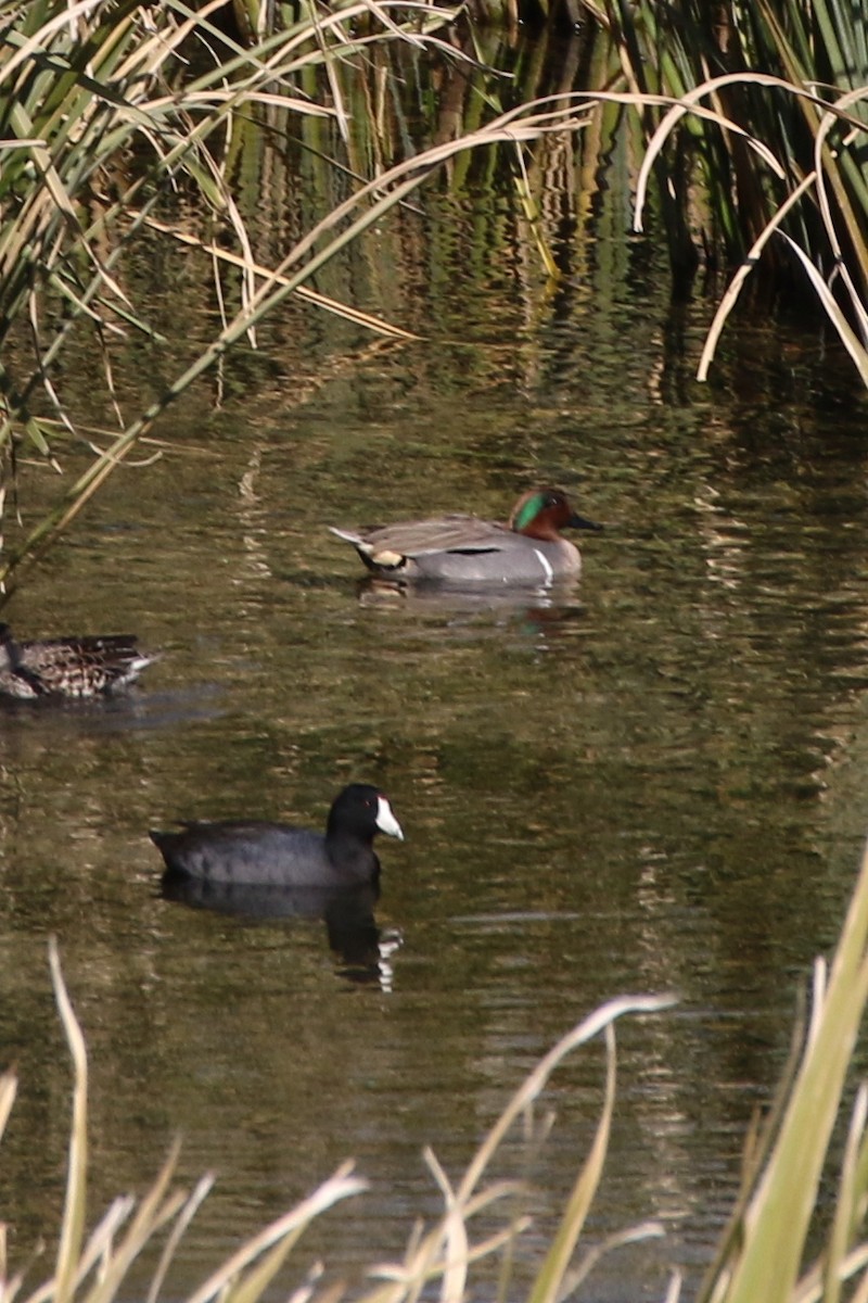 Green-winged Teal - ML212604131