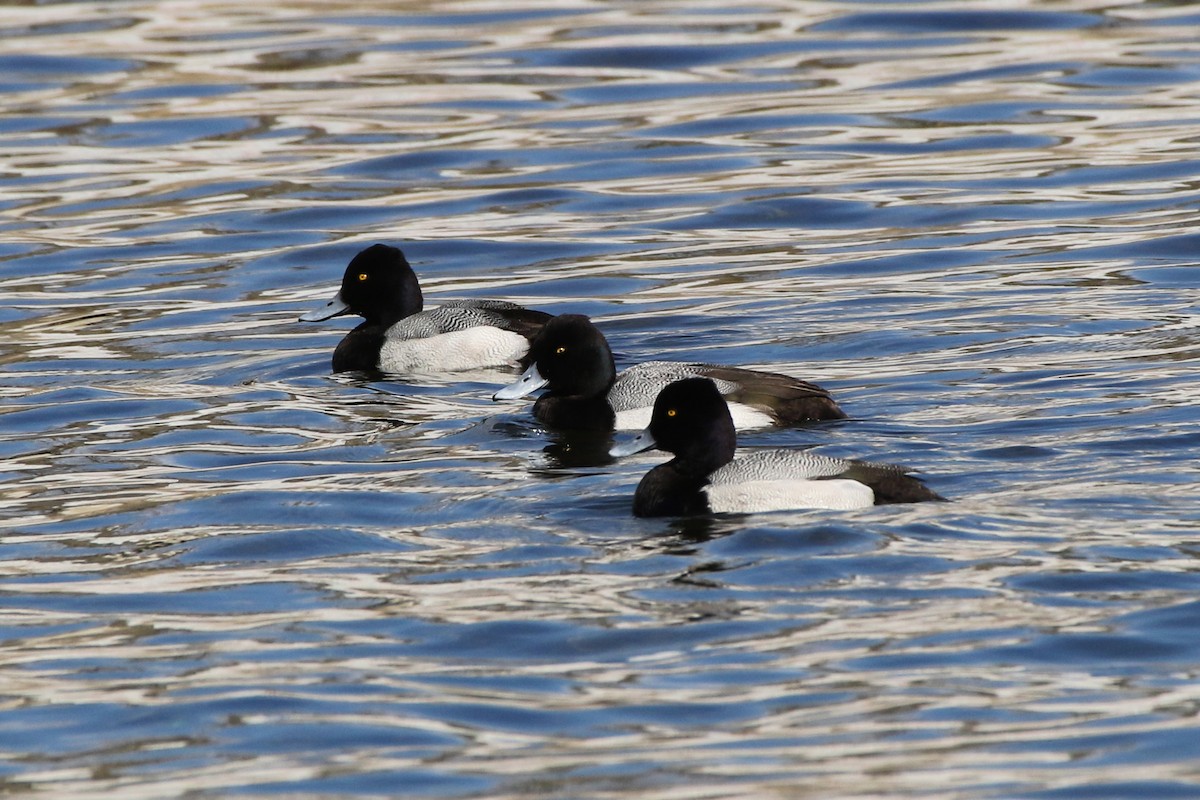 Lesser Scaup - Don Brode