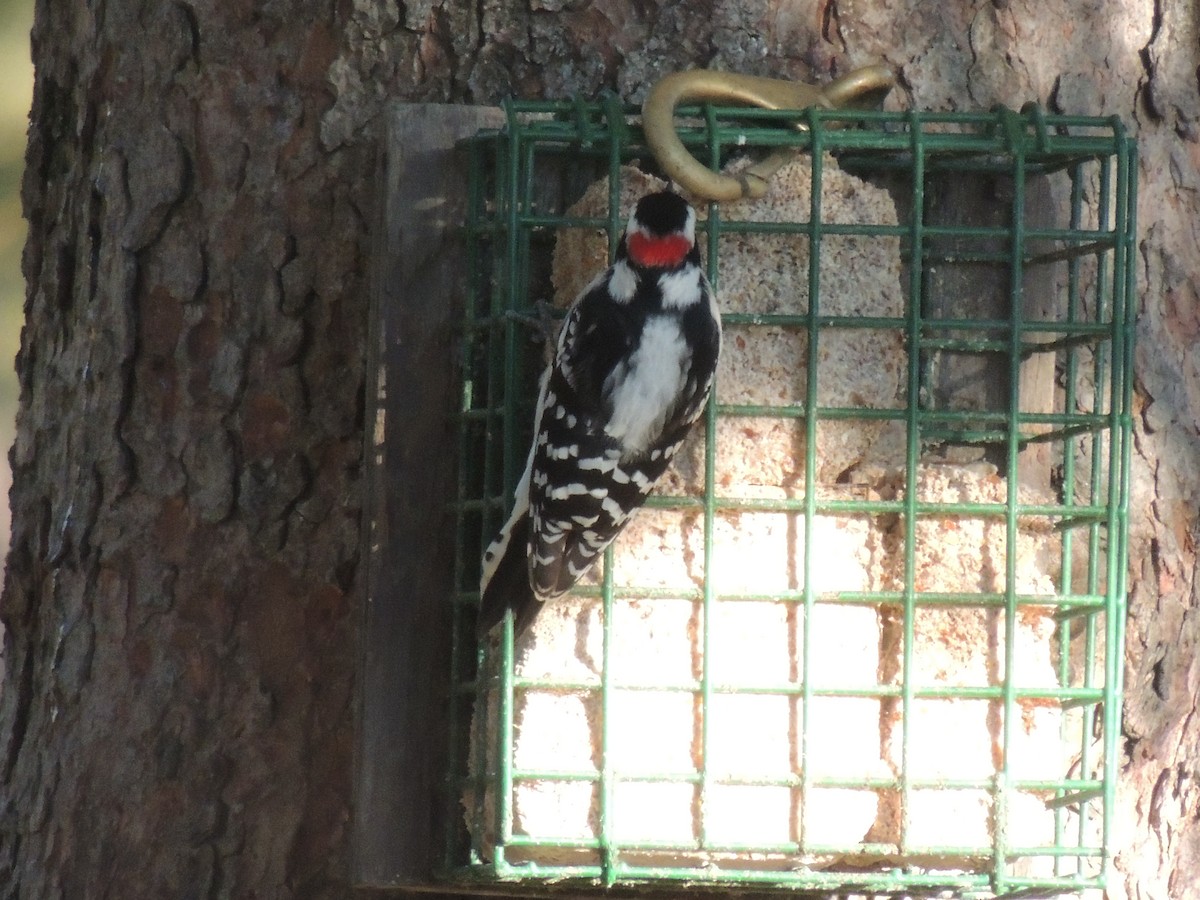 Downy Woodpecker - ML21260701