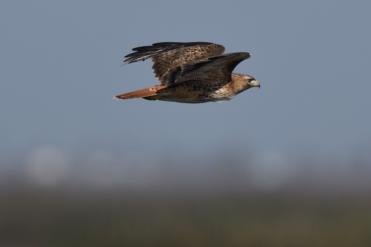 Red-tailed Hawk - ML212611831