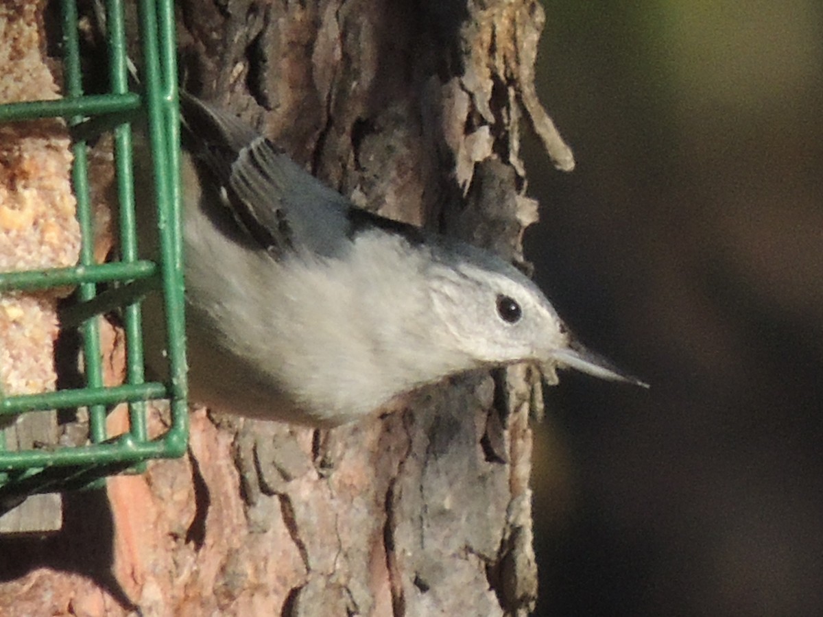 White-breasted Nuthatch - ML21261311