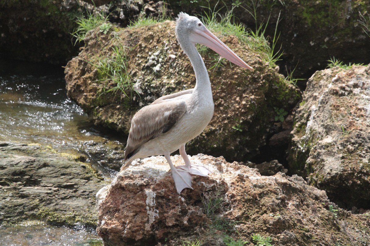 pelikán skvrnozobý - ML212613691