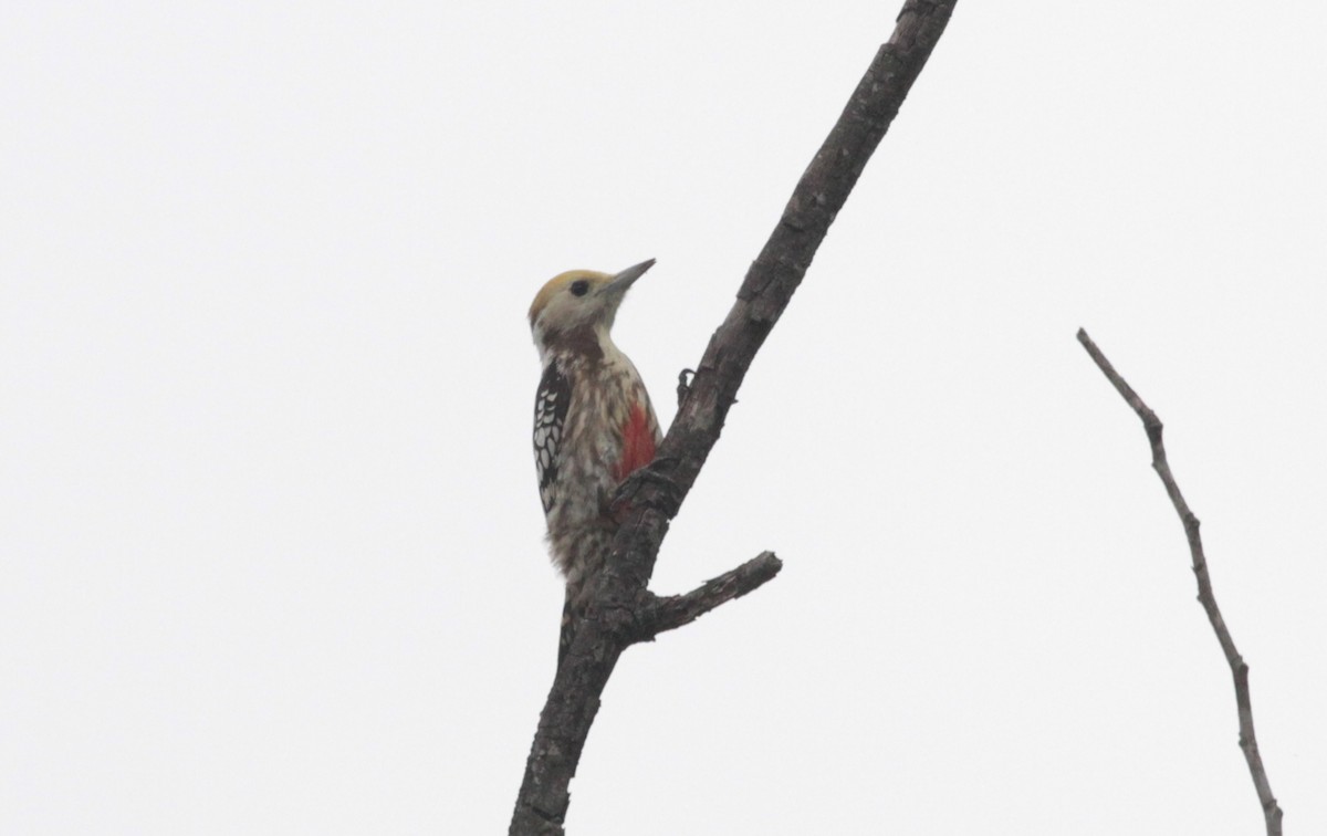 Yellow-crowned Woodpecker - Corey Callaghan