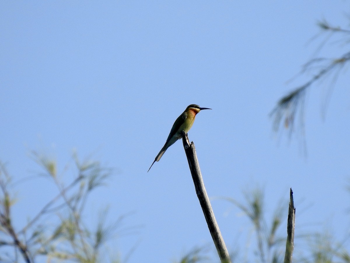 Blue-tailed Bee-eater - ML212616871