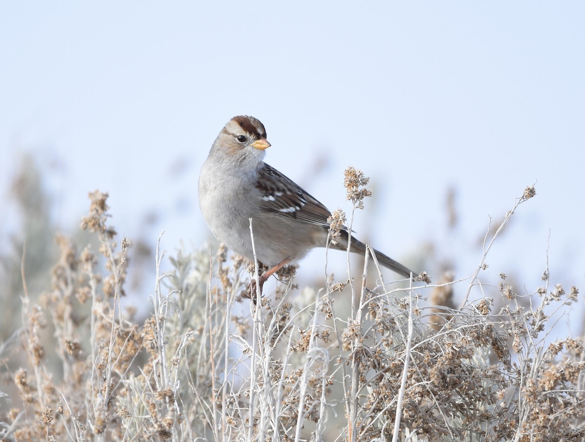 White-crowned Sparrow (Gambel's) - Christopher Lindsey