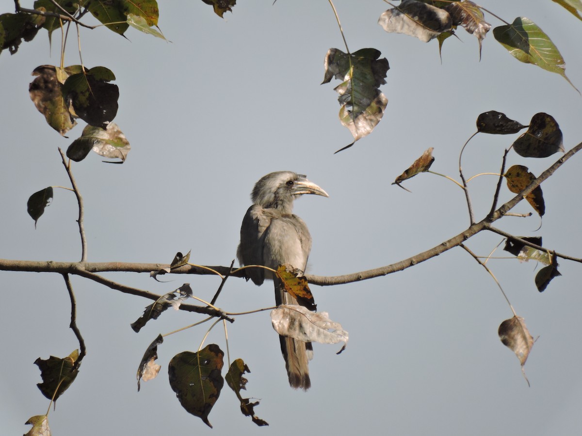 Indian Gray Hornbill - Moulik  Sarkar