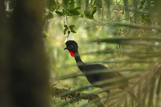 Crested Guan, ML212622621