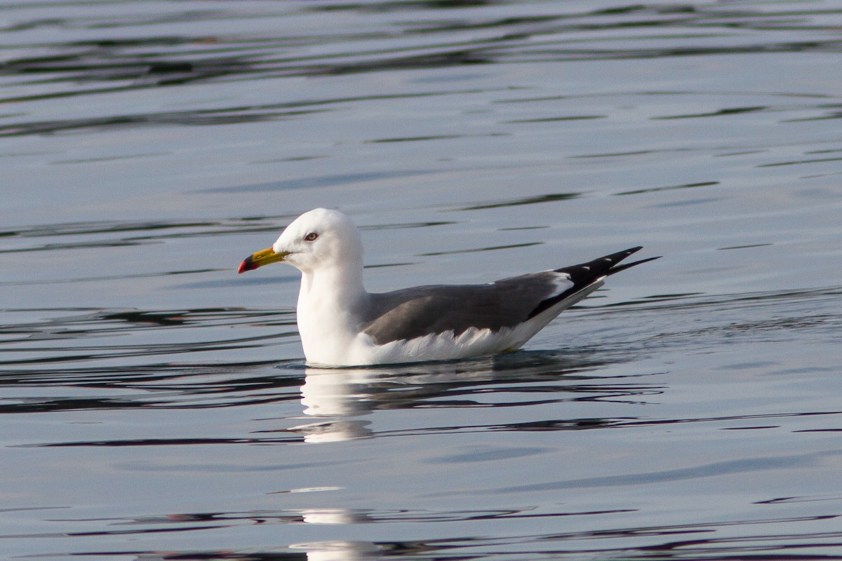 Ebird Checklist - 1 Mar 2020 - 1, Hiraiso 3-chōme, Tarumi-ku, Kobe-shi 