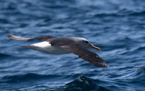 Buller's Albatross - Phil Taylor