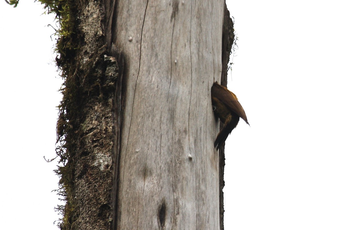 Smoky-brown Woodpecker - Marc Gálvez