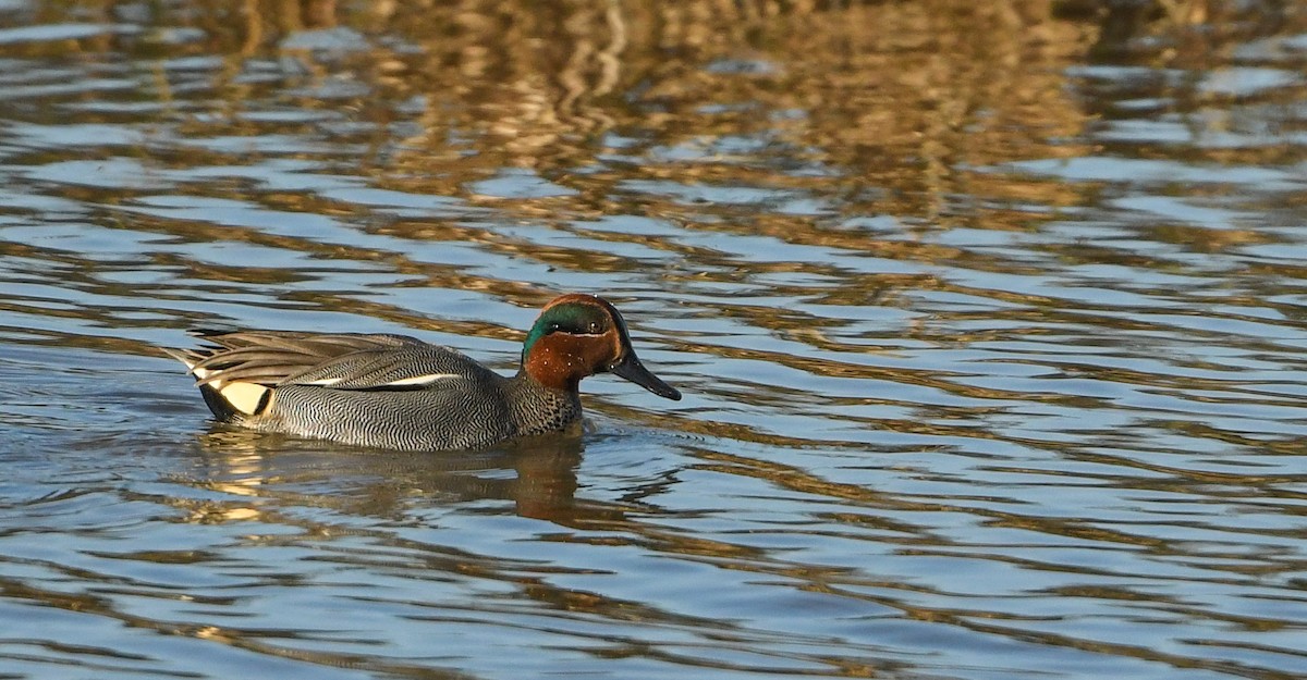 Green-winged Teal - ML212629571