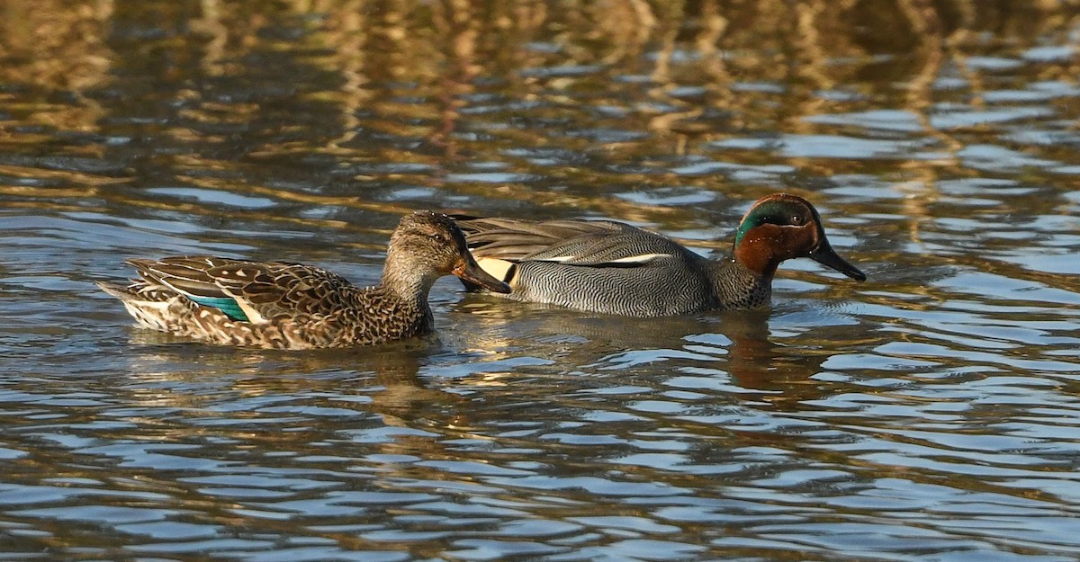 Green-winged Teal - ML212629591