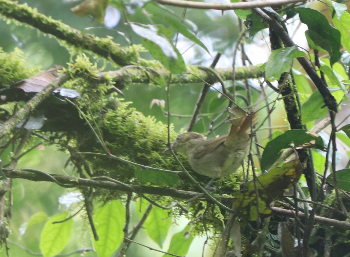 Toro Olive-Greenbul - David Guarnieri