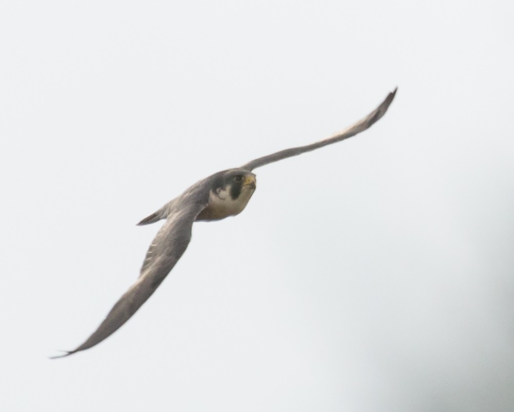 Peregrine Falcon (Tundra) - Andrew McConville